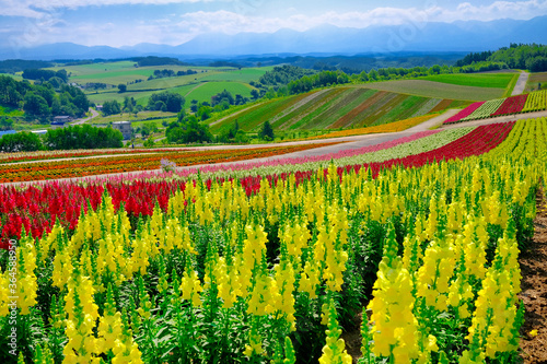 北海道の花畑 Sticker Wall Decals Wallsheaven Makieni 北海道の花畑 Sticker Wall Decals Wallsheaven Makieni