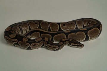 Royal python snake on white background