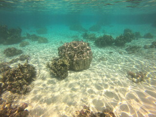 Jardin de corail, lagon de Taha'a, Polynésie française