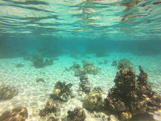 Fototapeta na wymiar Jardin de corail, lagon de Taha'a, Polynésie française