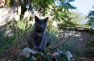 Beautiful grey cat in a small french village