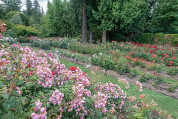 Obraz premium Portland international rose garden