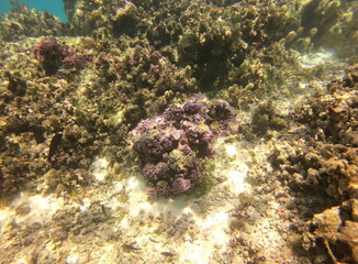 Jardin de corail de Taha'a, Polynésie française	
