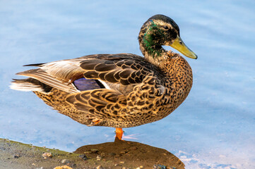 Mallard (Anas platyrhynchos) standing on the shore, male wild duck outside the water

