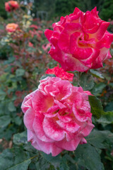 Portland international rose garden