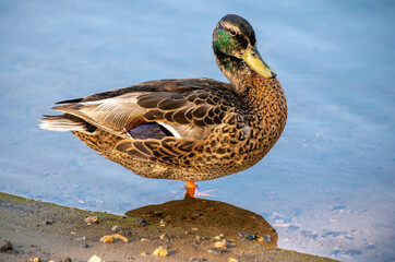 Fototapeta premium Mallard (Anas platyrhynchos) standing on the shore, male wild duck outside the water