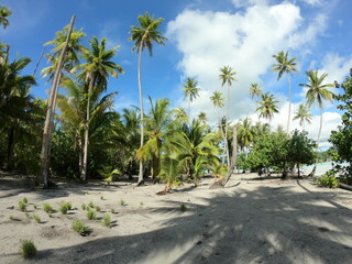 Fototapeta na wymiar Cocotiers sur une plage déserte à Taha'a, Polynésie française 