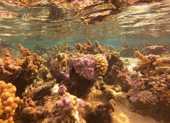 Jardin de corail de Taha'a, Polynésie française