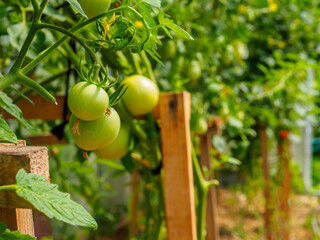 Selective focus on green tomato fruits on the branches in the greenhouse. Growing organic green vegetables in a home garden. Copy space