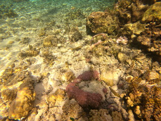 Jardin de corail de Taha'a, Polynésie française