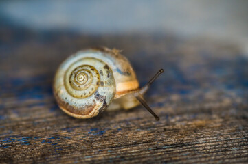 A small snail moves slowly through a tree, leaving behind a trail of mucus.