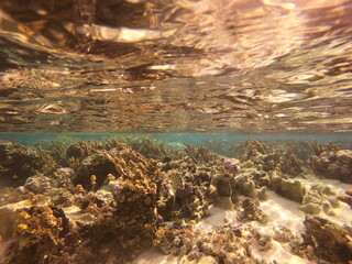 Jardin de corail de Taha'a, Polynésie française	