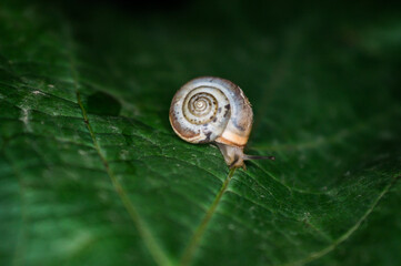 A snail creeps on a green and fresh leaf of grapes in the dark.
