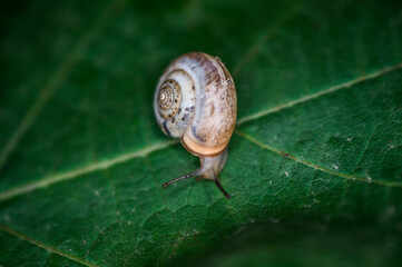 A snail creeps on a green and fresh leaf of grapes in the dark.