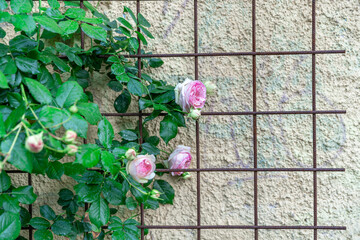 roses on a lattice near the wall of the house. copy space