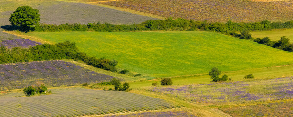 Fototapeta na wymiar Lavender fields in Provence, colorful background in spring