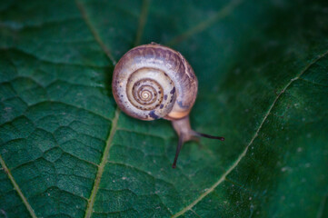 A snail creeps on a green and fresh leaf of grapes in the dark.