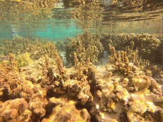 Naklejka na ściany i meble Jardin de corail de Taha'a, Polynésie française