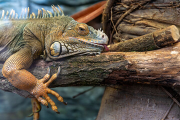 large monitor lizard resting on a tree branch
