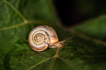 A snail creeps on a green and fresh leaf of grapes in the dark.