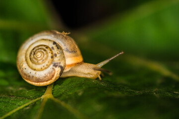A snail creeps on a green and fresh leaf of grapes in the dark.