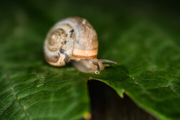 A snail creeps on a green and fresh leaf of grapes in the dark.