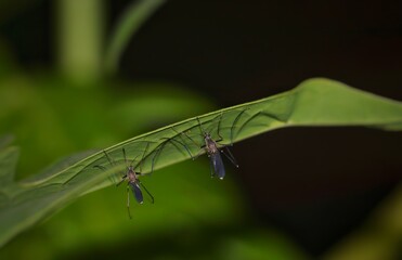 Couple of Southern House Mosquito or Culex Quinquefasciatus Holding a Leaf