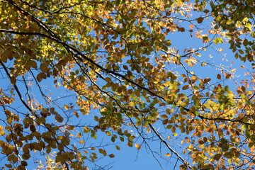 Fall natural background, copy space image