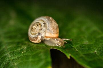 A snail creeps on a green and fresh leaf of grapes in the dark.