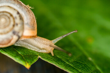 A snail creeps on a green and fresh leaf of grapes in the dark.