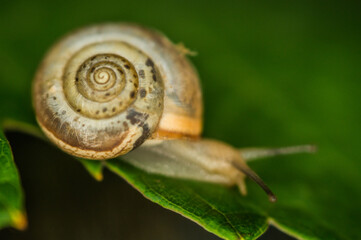 A snail creeps on a green and fresh leaf of grapes in the dark.
