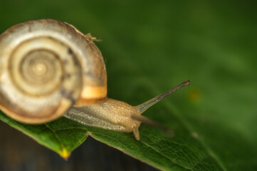 A snail creeps on a green and fresh leaf of grapes in the dark.