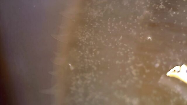 Microscope Seawater Clam 1000x 5