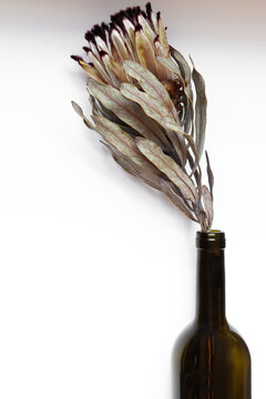 Sugarbush/Protea flower in a bottle on white background 