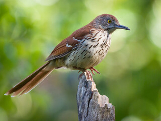 Brown Thrashers on a perch