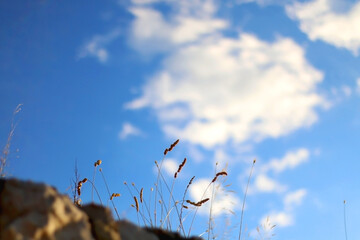 Dry grass and bright blue sky. Selective focus.