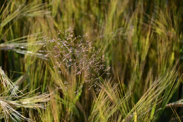 Grass on a background of wheat