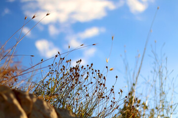 Dry grass and bright blue sky. Selective focus.
