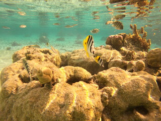 Poissons de lagon du jardin de corail de Taha'a, Polynésie française © Atlantis