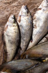 Bronze Featherback Fish in an Indian Market for Selling in Vertical Orientation