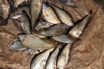 Bronze Featherback Fish in an Indian Market for Selling