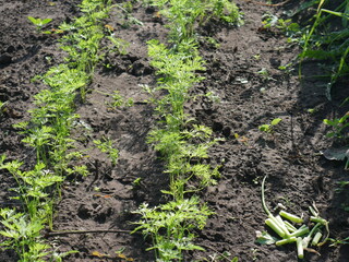 plants in the garden