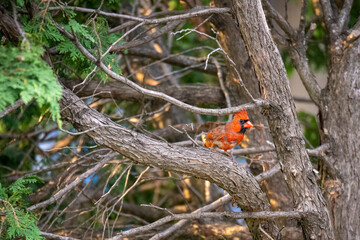 Red cardinal in thick Branches. Red bird in tree 