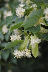 lime blossom