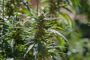 Harle-tsu strain Cannabis (cannabaceae) growing outdoors. Hybrid of Harlequin and Tsunami 