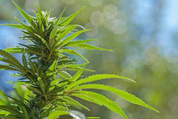 Harle-tsu strain Cannabis (cannabaceae) growing outdoors. Hybrid of Harlequin and Tsunami 