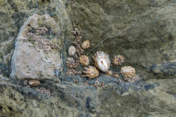 Barnacles and Limpets clinging to a large rock face along the Pacific coast 