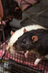 Fancy Pet Rat Cage