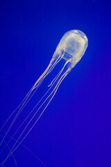 Box Jellyfish, Two Oceans Aquarium, Cape Town, South Africa