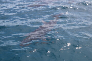 Naklejka premium Dauphin sauvage du lagon de Rangiroa, Polynésie française